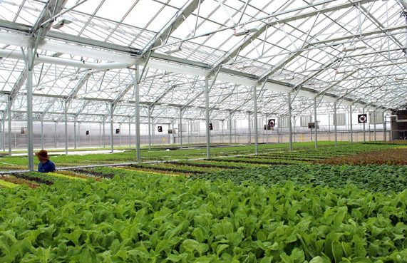 greenhouse